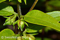 Wald-Wachtelweizen (Melampyrum sylvaticum) (C203874)