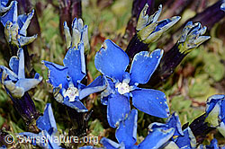 Schleichers Enzian (Gentiana schleicheri) (C204909)