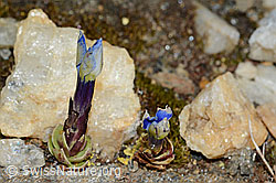 Schleichers Enzian (Gentiana schleicheri) (C204910)