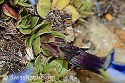 Schleichers Enzian (Gentiana schleicheri) (C204911)