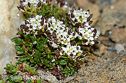 Kurzstängelige Gämskresse (Pritzelago alpina ssp. brevicaulis) (C204948) Kurzstängelige Gämskresse (Pritzelago alpina ssp. brevicaulis) (C204948)