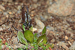 Bläuliche Gänsekresse (Arabis caerulea) (C204949)