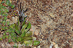 Bläuliche Gänsekresse (Arabis caerulea) (C204955)