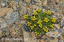 Hoppes Felsenblümchen (Draba hoppeana) (08.2021, C204988)