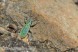 Photo: Phyllobius arborator