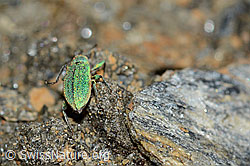 Photo: Phyllobius arborator