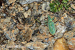 Photo: Phyllobius arborator