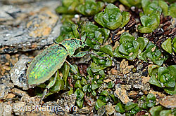 Photo: Phyllobius arborator