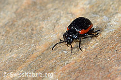 Chrysolina sanguinolenta (C205046)