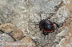 Chrysolina sanguinolenta (C205057)