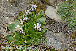 Bläuliche Gänsekresse (Arabis caerulea) (C205060) Bläuliche Gänsekresse (Arabis caerulea) (C205060)