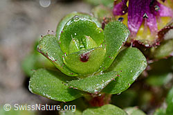 Saxifraga biflora (C205102)