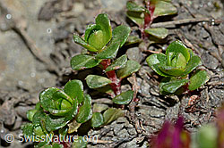 Saxifraga biflora (C205104)