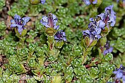 Gegenblättriger Steinbrech (Saxifraga oppositifolia) (C205113) Gegenblättriger Steinbrech (Saxifraga oppositifolia) (C205113)