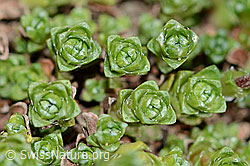 Gegenblättriger Steinbrech (Saxifraga oppositifolia) (C205114) Gegenblättriger Steinbrech (Saxifraga oppositifolia) (C205114)