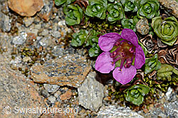 Gegenblättriger Steinbrech (Saxifraga oppositifolia) (C205122) Gegenblättriger Steinbrech (Saxifraga oppositifolia) (C205122)