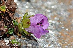 Gegenblättriger Steinbrech (Saxifraga oppositifolia) (C205123) Gegenblättriger Steinbrech (Saxifraga oppositifolia) (C205123)