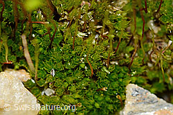 Haar-Birnmoos (Bryum capillare) (08.2021, C205133)