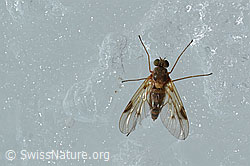 Rhagio lineola (Schnepfenfliege) (C205155) Rhagio lineola (Schnepfenfliege) (C205155)