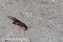 Formica pressilabris (C205162) Formica pressilabris (C205162)