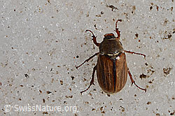 Gerippter Brachkäfer (Amphimallon solstitiale) (C205195) Gerippter Brachkäfer (Amphimallon solstitiale) (C205195)