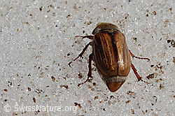 Gerippter Brachkäfer (Amphimallon solstitiale) (C205196) Gerippter Brachkäfer (Amphimallon solstitiale) (C205196)