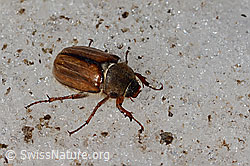 Gerippter Brachkäfer (Amphimallon solstitiale) (C205197) Gerippter Brachkäfer (Amphimallon solstitiale) (C205197)