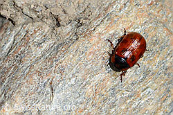 Gonioctena nivosus (Blattkäfer) (C205214) Gonioctena nivosus (Blattkäfer) (C205214)