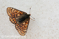 Veilchen-Scheckenfalter (Euphydryas cynthia) auf Schnee am Gletscherrand (C205223) Veilchen-Scheckenfalter (Euphydryas cynthia) auf Schnee am Gletscherrand (C205223)