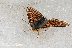 Veilchen-Scheckenfalter (Euphydryas cynthia) auf Schnee am Gletscherrand (C205224) Veilchen-Scheckenfalter (Euphydryas cynthia) auf Schnee am Gletscherrand (C205224)