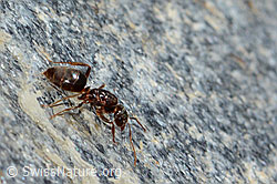 Formica pressilabris (C205232) Formica pressilabris (C205232)