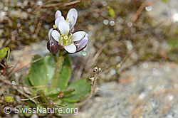 Bläuliche Gänsekresse (Arabis caerulea) (C205263) Bläuliche Gänsekresse (Arabis caerulea) (C205263)