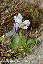 Bläuliche Gänsekresse (Arabis caerulea) (C205264) Bläuliche Gänsekresse (Arabis caerulea) (C205264)