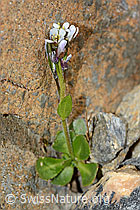 Bläuliche Gänsekresse (Arabis caerulea) (C205270) Bläuliche Gänsekresse (Arabis caerulea) (C205270)