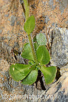 Bläuliche Gänsekresse (Arabis caerulea) (C205272) Bläuliche Gänsekresse (Arabis caerulea) (C205272)