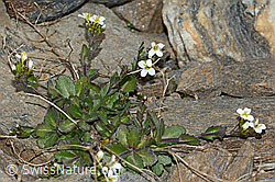 Alpen-Gänsekresse (Arabis alpina) (C205273) Alpen-Gänsekresse (Arabis alpina) (C205273)