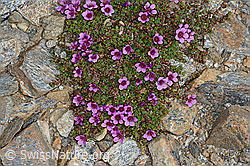 Gegenblättriger Steinbrech (Saxifraga oppositifolia) (C205291) Gegenblättriger Steinbrech (Saxifraga oppositifolia) (C205291)
