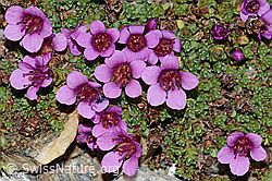 Gegenblättriger Steinbrech (Saxifraga oppositifolia) (C205292) Gegenblättriger Steinbrech (Saxifraga oppositifolia) (C205292)