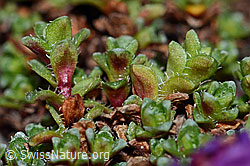 Gegenblättriger Steinbrech (Saxifraga oppositifolia) (C205297) Gegenblättriger Steinbrech (Saxifraga oppositifolia) (C205297)