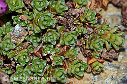 Gegenblättriger Steinbrech (Saxifraga oppositifolia) (C205298) Gegenblättriger Steinbrech (Saxifraga oppositifolia) (C205298)