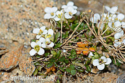 Kurzstängelige Gämskresse (Pritzelago alpina ssp. brevicaulis) (C205322) Kurzstängelige Gämskresse (Pritzelago alpina ssp. brevicaulis) (C205322)