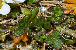 Kurzstängelige Gämskresse (Pritzelago alpina ssp. brevicaulis) (C205323) Kurzstängelige Gämskresse (Pritzelago alpina ssp. brevicaulis) (C205323)