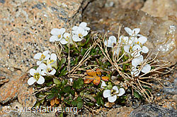 Kurzstängelige Gämskresse (Pritzelago alpina ssp. brevicaulis) (C205324) Kurzstängelige Gämskresse (Pritzelago alpina ssp. brevicaulis) (C205324)
