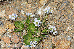 Bläuliche Gänsekresse (Arabis caerulea) (C205333)