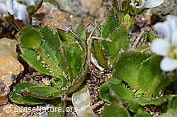 Bläuliche Gänsekresse (Arabis caerulea) (C205335)