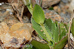 Bläuliche Gänsekresse (Arabis caerulea) (C205338)