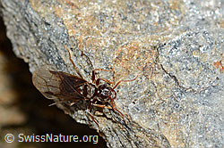Formica pressilabris (C205397) Formica pressilabris (C205397)