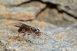 Formica pressilabris (C205402) Formica pressilabris (C205402)