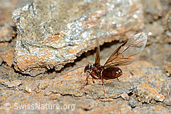 Formica pressilabris (C205407) Formica pressilabris (C205407)