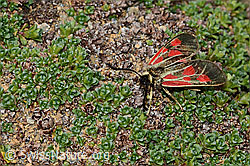 Alpen-Widderchen (Zygaena exulans) (C205441) Alpen-Widderchen (Zygaena exulans) (C205441)